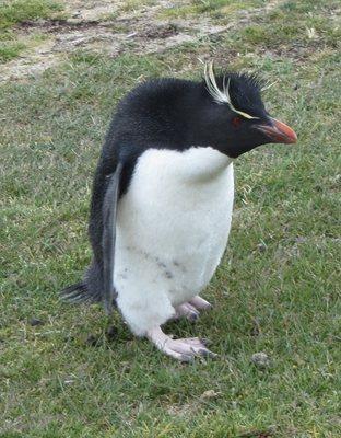 Rockhopper Penguin in the Falklands