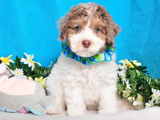 Adorable Cockapoo puppy