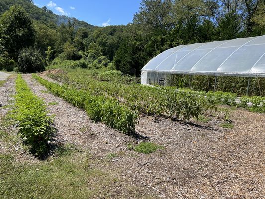 Greenhouse and peppers/eggplant