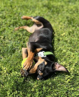 Port Chester Obedience Training Club Inc