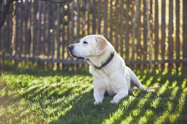 Keeping Your Dog Safe in the Summer Heat