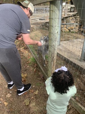 Feeding goats