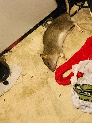 Rat found in the laundry room after eating rodenticide.