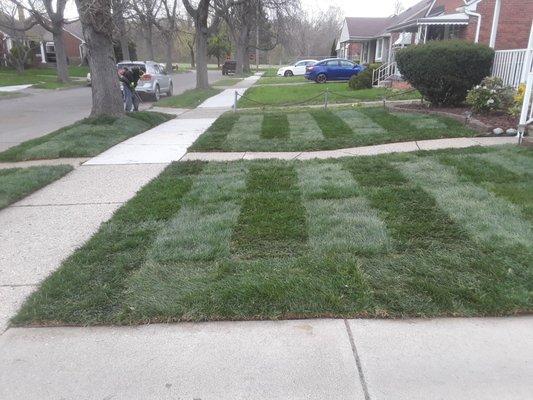 Complete sod installation and home beautification.