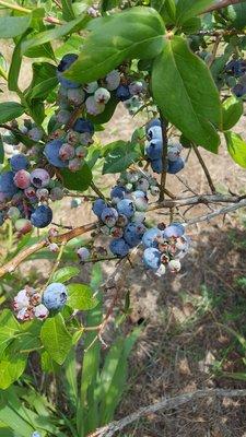 Big blueberries in the July sun