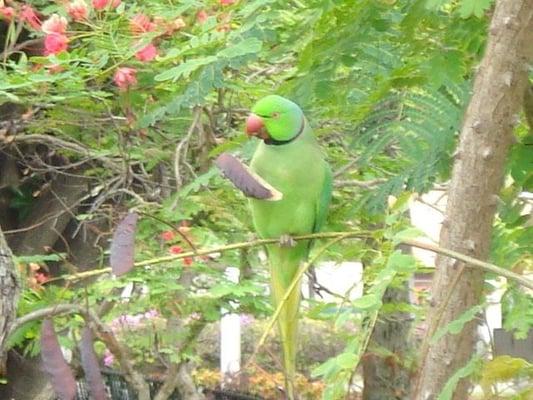 There is a bunch of these birds flying wild on the property.