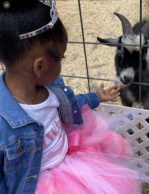 My baby girl feeding the goat!! So beautiful!!