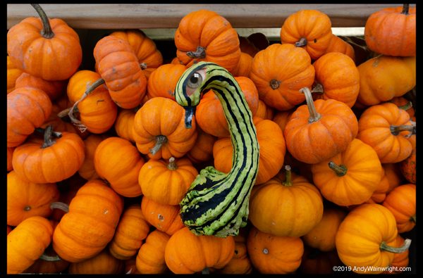 Forgiven and deserving, Dorthy the gourd