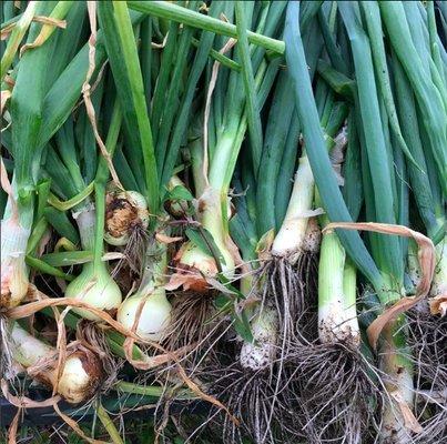 Spring onions