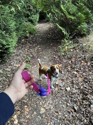 Jasper's Dog Park