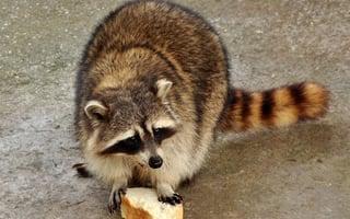 Atlanta Raccoon Trapping and Removal