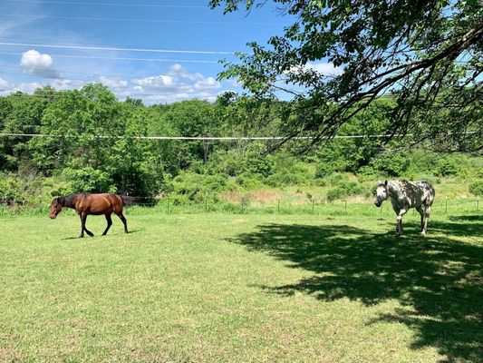 Beautiful rescue horses on property: Mama left and Pegasus right