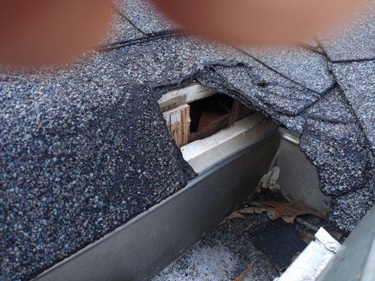 Squirrels chewed through roof