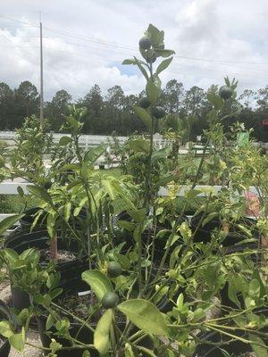 Line, lemon, orange, & mango trees