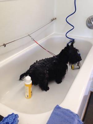 The Dog Wash