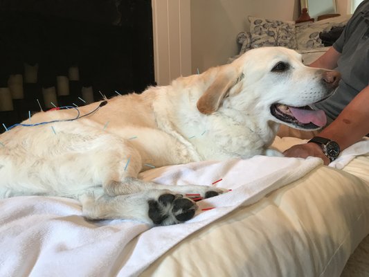 Bella at home getting her acupuncture treatment