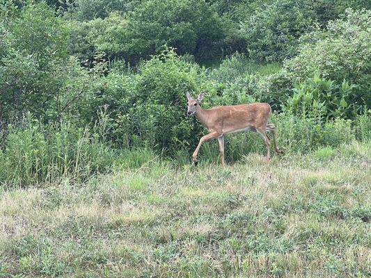 This little deer followed us for a bit!!