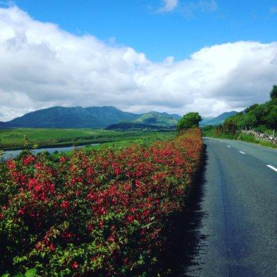 Fuchsia Hedges Connemara Ireland