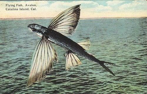 Flying Fish