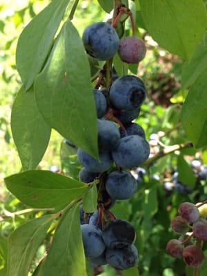 Blueberry picking at Whitted Bowers Farm