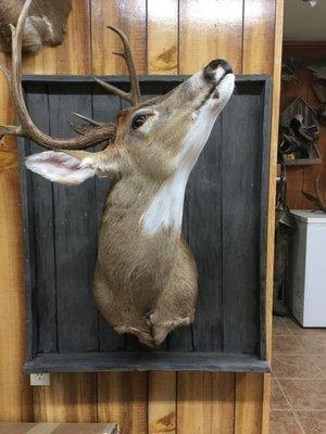 Scott's Taxidermy Studio