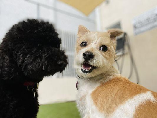 Gigi at We Love Dogs LA