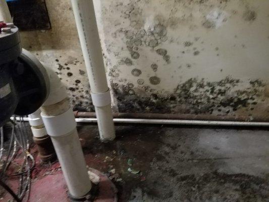 Mold Remediation