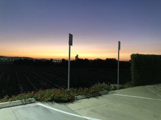 my peaceful Mazda parking lot overlooking the strawberries.