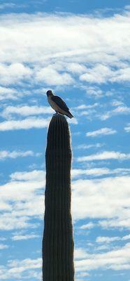 Lots of wildlife can be seen while off-roading.  This is a hawk scoping out for his next meal.