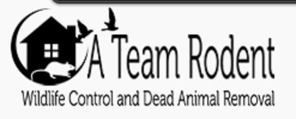 Raccoon, Rodent, Wildlife Trapping, Control & Attic Cleaning By