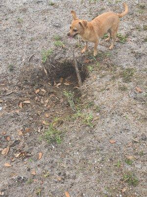 Nice safe dog park