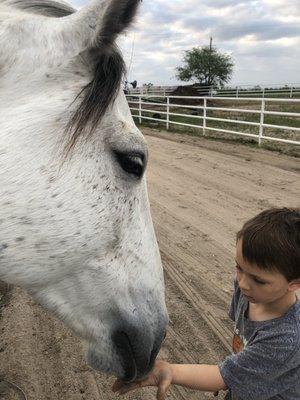 Mustang being gentle with my boy eating grass