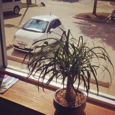 Tiny tree and tiny car