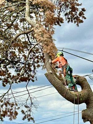 Tranquility Tree Care