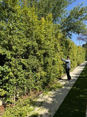 Tree  trimming