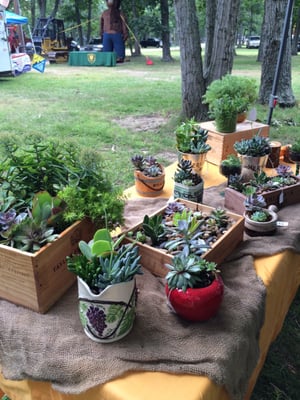 Succulents @ the fair