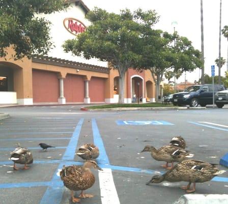 Ducks in Parking Lot