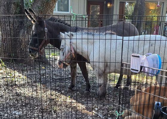 Missy the mini horse and Annabelle the mini donkey