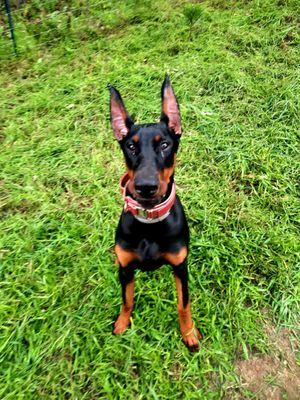 Southern Oregon Dog Training