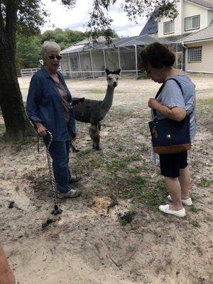 meeting an alpaca up close