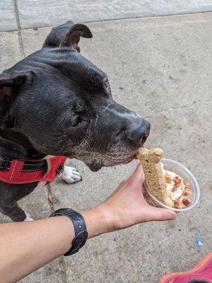 Dog ice cream cup