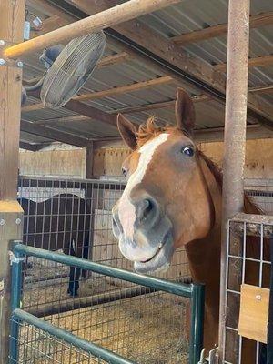 Horse Barn