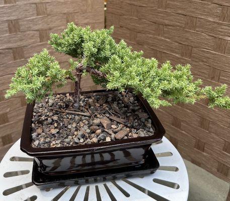 green mound juniper bonsai