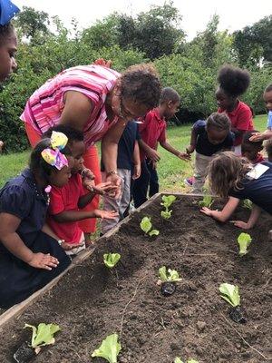 Children's House students planting in the school gardens.