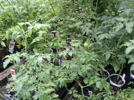 Tomato plants already bearing fruit