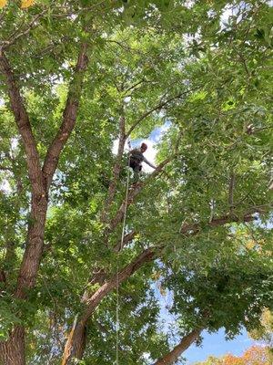 BranchWorks owner Izak climbing and trimming a tree