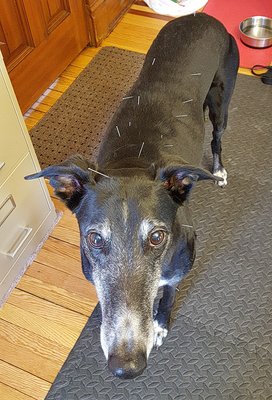 Brady the greyhound and/or porcupine.