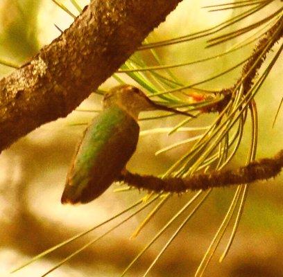 Hummingbird at Whispering Pines.