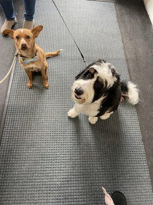 The pups waiting patiently to go inside