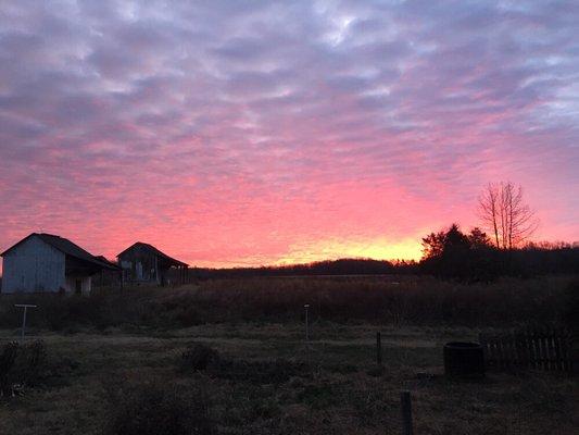 Sunrise over our pastures